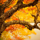 Illustration for article titled 100 Gorgeous Photos Of Fall Leaves